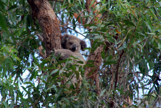 Futterbäume für Koalas